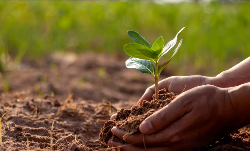 Manos de un niño sostienen una planta que será cultivada en el suelo fertil.
