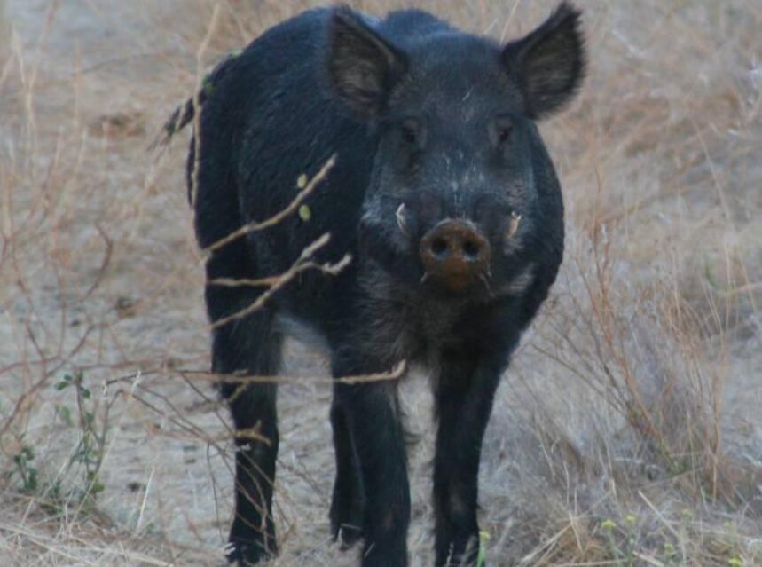Un cerdo salvaje en una pradera.