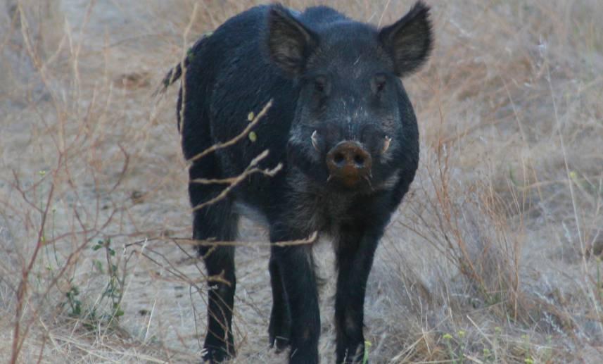 Un cerdo salvaje en una pradera.