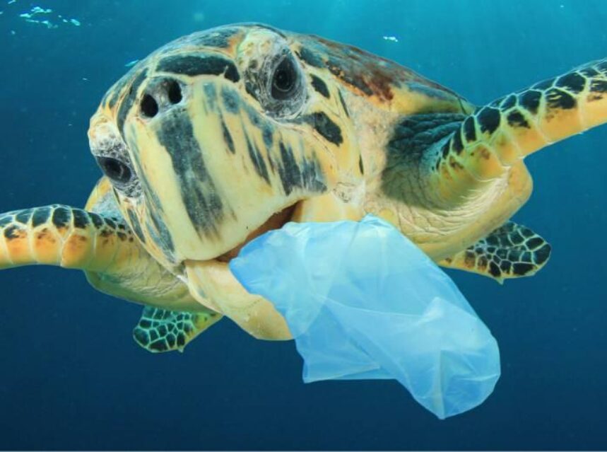 Tortuga nada por el océano con una bolsa de plástico en la boca.