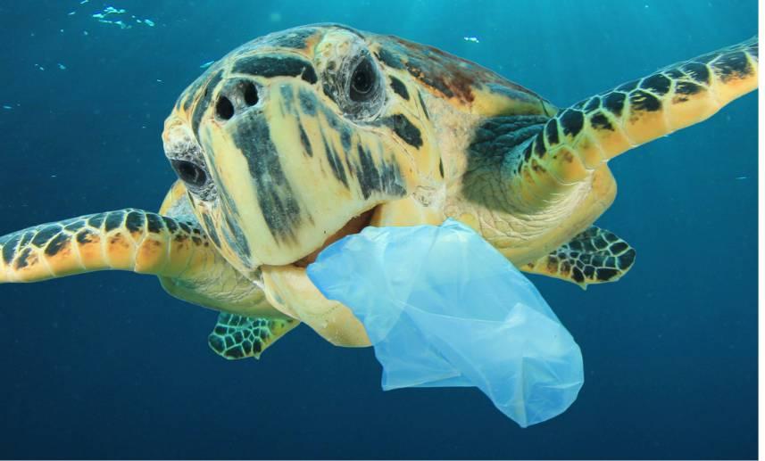 Tortuga nada por el océano con una bolsa de plástico en la boca.