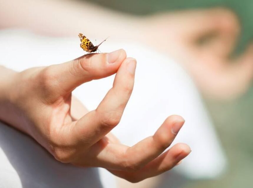 Unas manos en postura flor de loto, sobre una de ellas, la mano derecha, se posa una mariposa