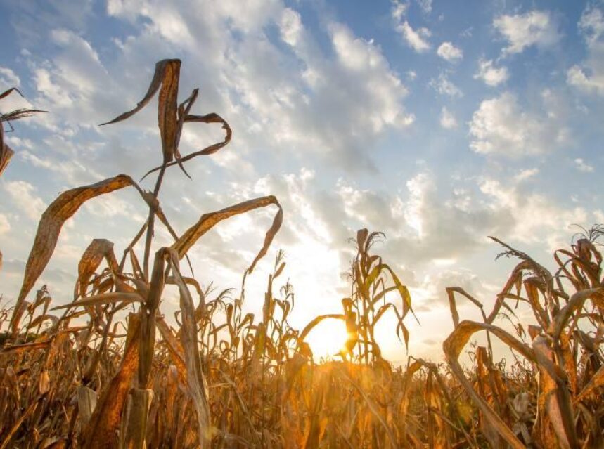 Campos de cultivo de maíz afectados por la sequía, bajo un cielo despejado.