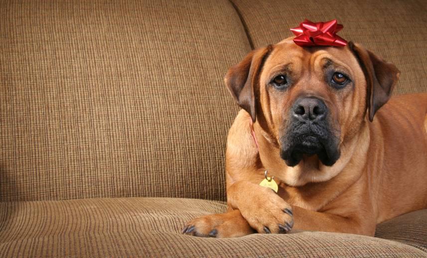 Perrito en sofá con un moñito rojo, en señal de festividad navideña.