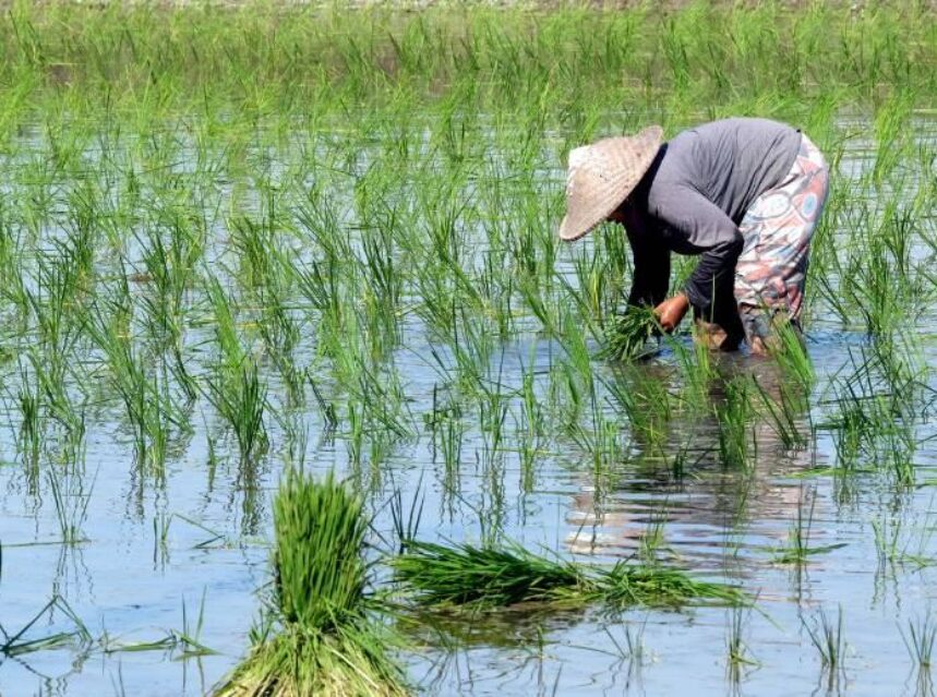 Mujer cosechando arroz en campo de arroz