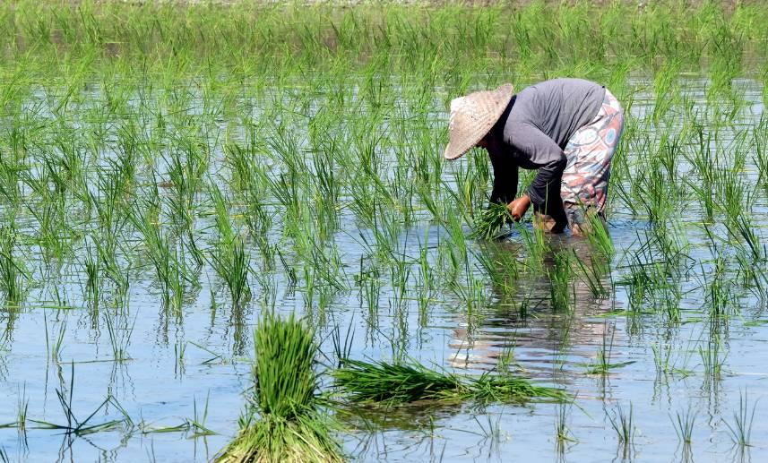 Mujer cosechando arroz en campo de arroz