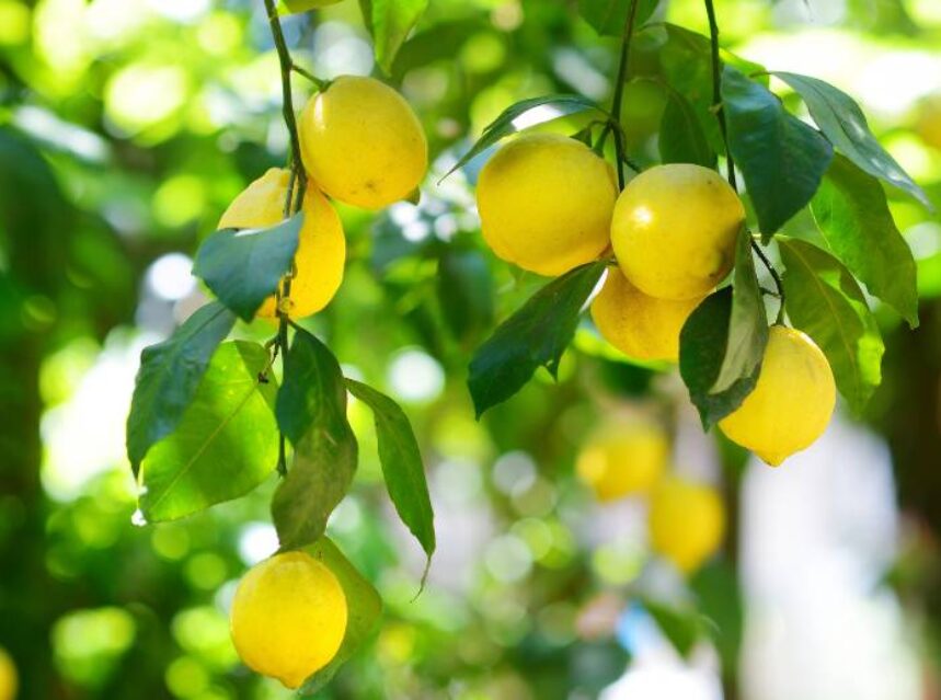 Manojo fresco de limones amarillos en el árbol.