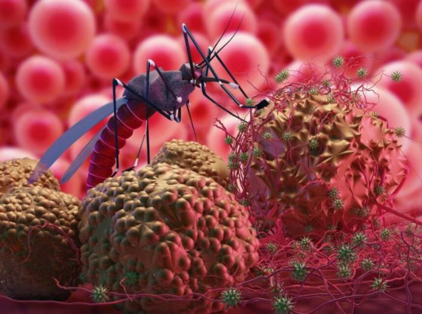 Un mosquito extrae sangre de células. Imagen animada.