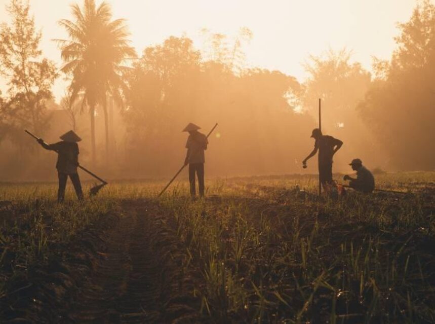 Trabajadores agrícolas laboran bajo el sol.