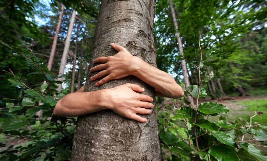 En un frondoso bosque se ve el tronco de un árbol rodeado por los brazos de una persona que le abraza.