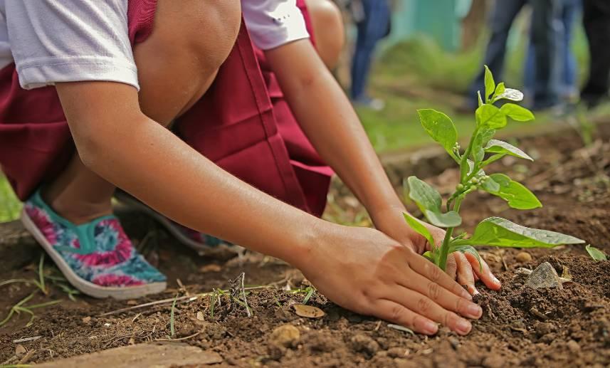 Imagen parcial de niña plantando un árbol.