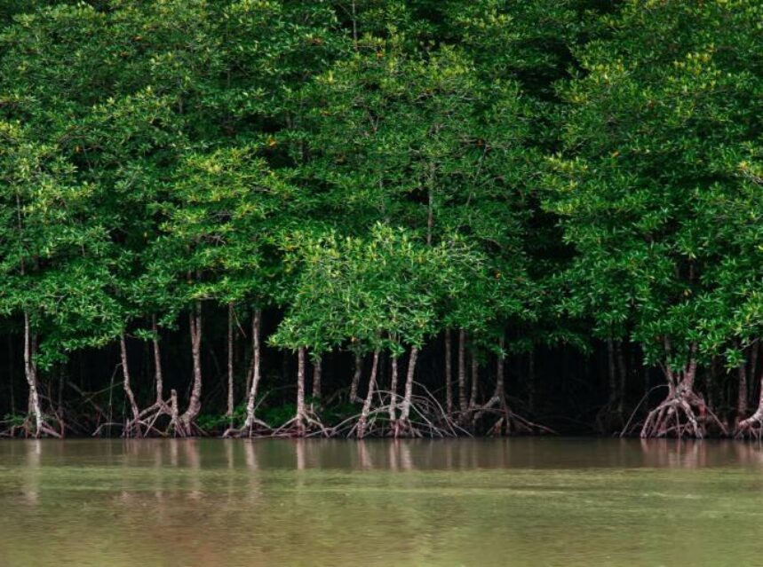 Manglares en marea baja revelando las raíces de los árboles