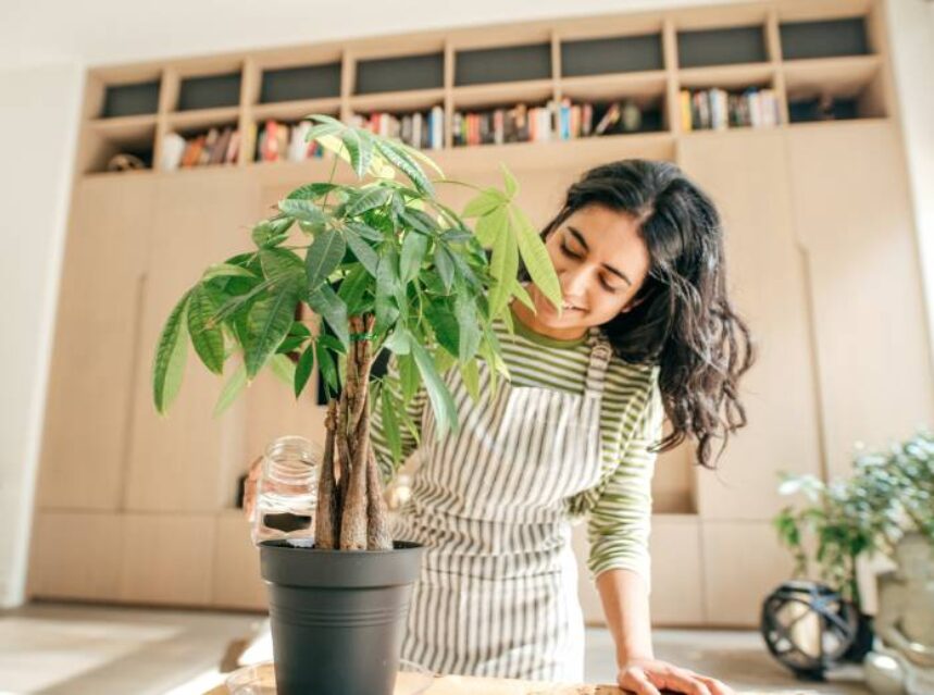 Mujer riega una planta en maceta sobre su mesa de su casa.