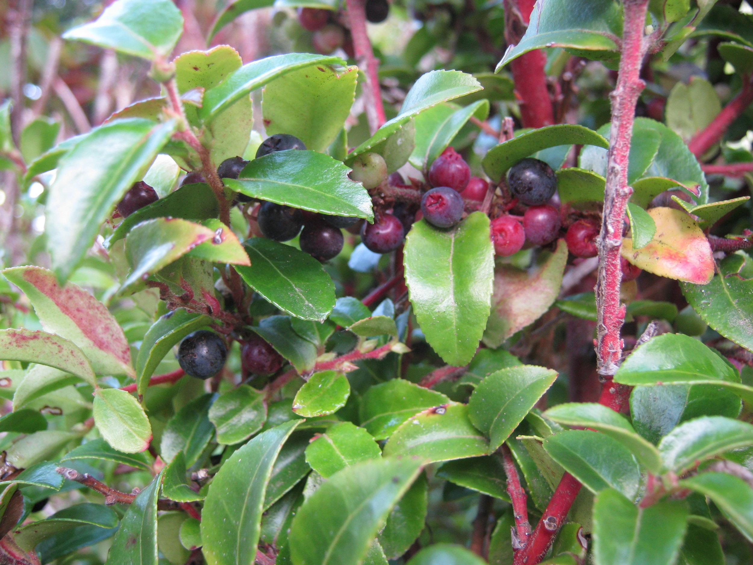NW Huckleberry pic 8.jpg