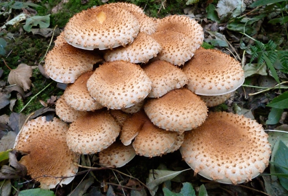 NW Mushrooms pic 2.jpg