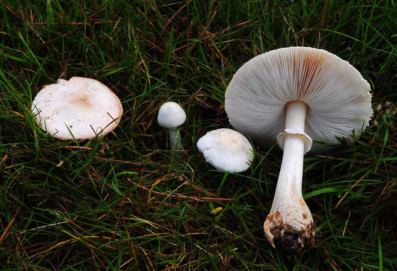 NW Mushrooms pic 3.jpg