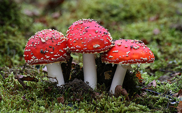 NW Mushrooms pic 5.jpg