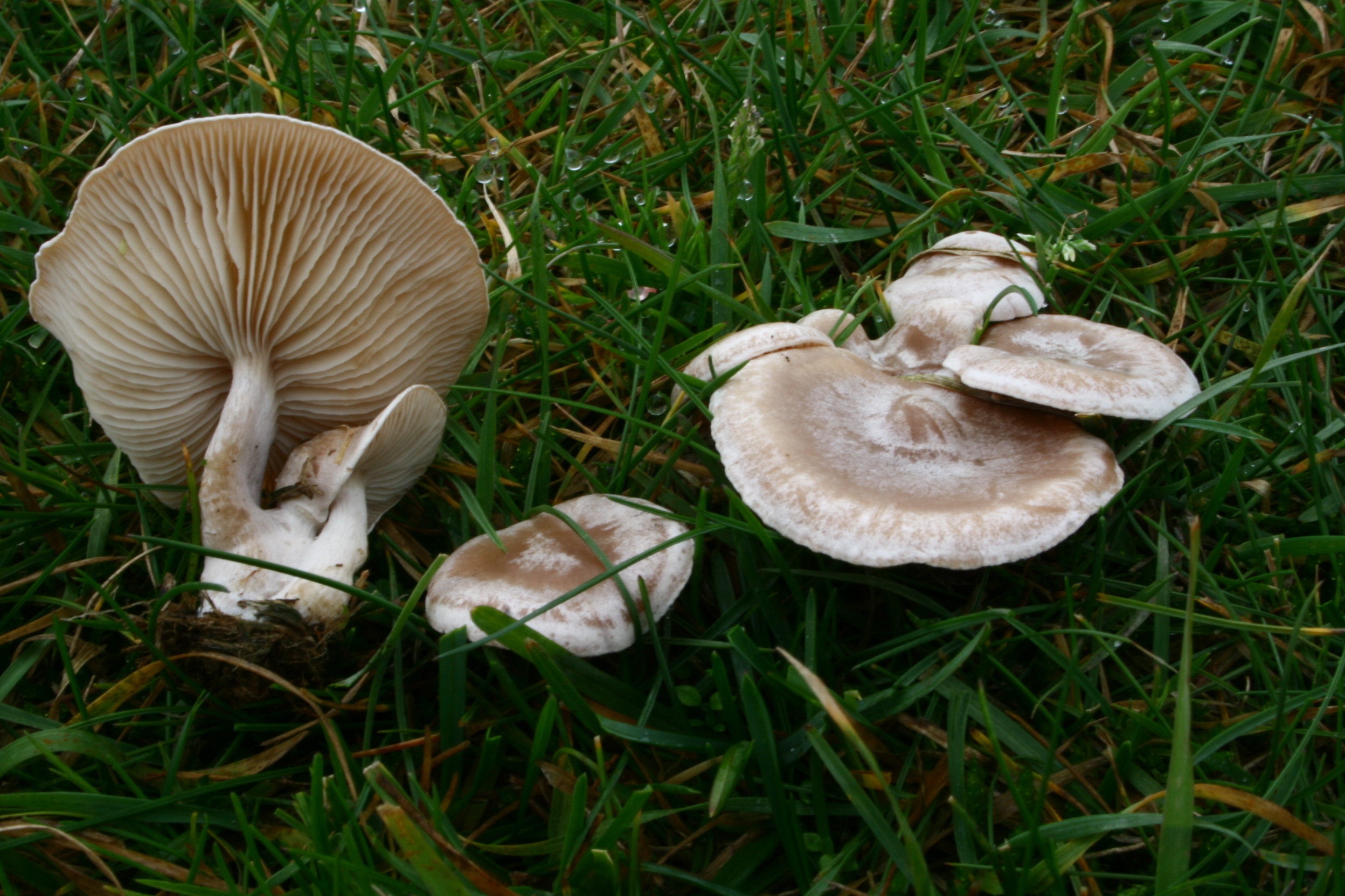 NW Mushrooms pic 6.jpg