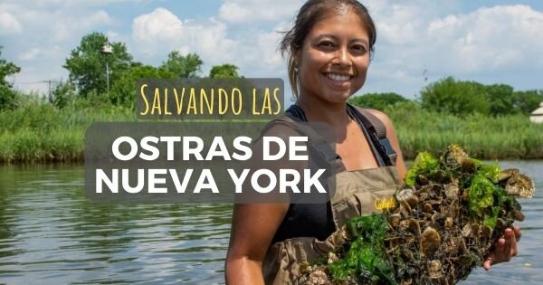Tatiana, la colombiana que salva las ostras de Nueva York
