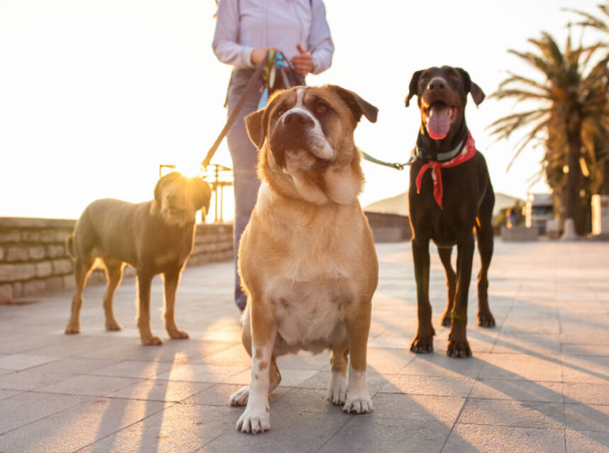 tienes que registrar un perro en nueva gales del sur