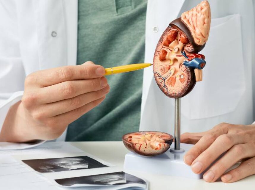 Personal médico señala con un lápiz un riñón de plástico