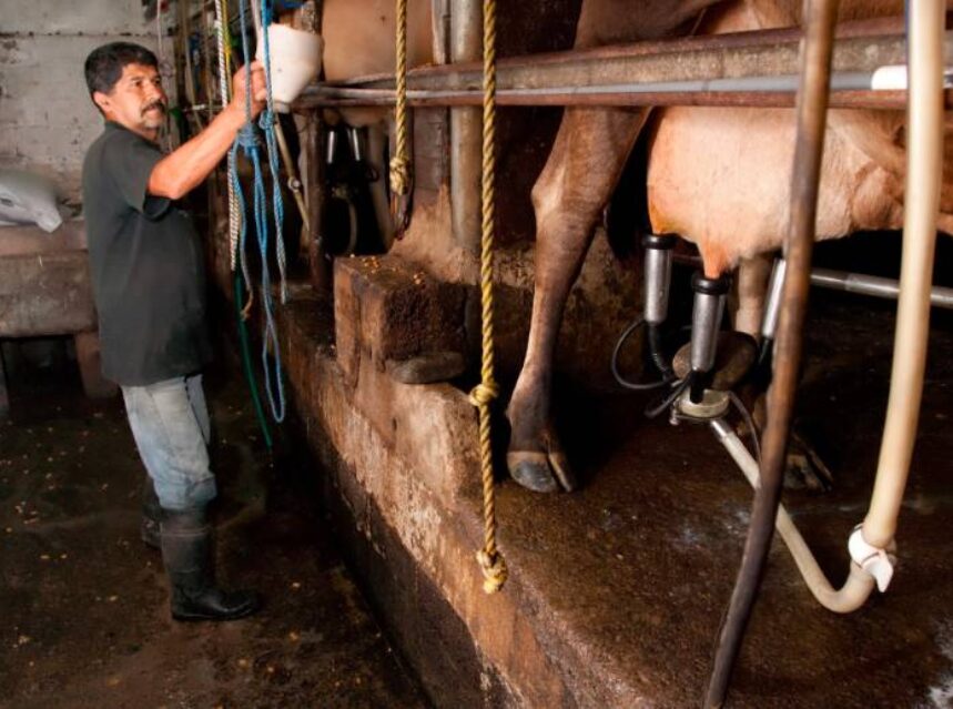 Hombre trabaja en un establo con vacas.