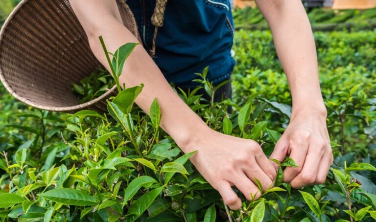 Unas manos colectan plantas en un huerto, visiblemente son manos de un adolescente.