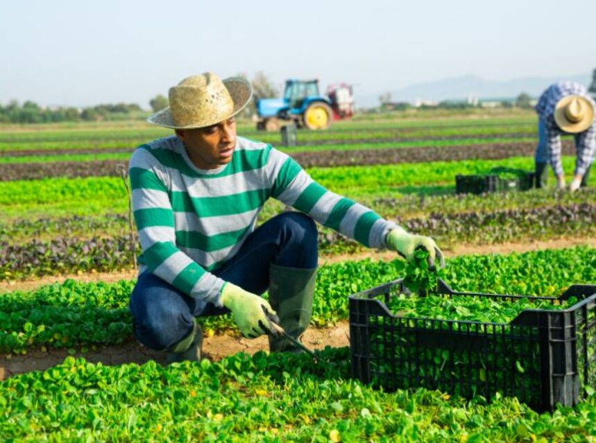 Trabajador agrícola colecta de un huerto ensalada de maíz.
