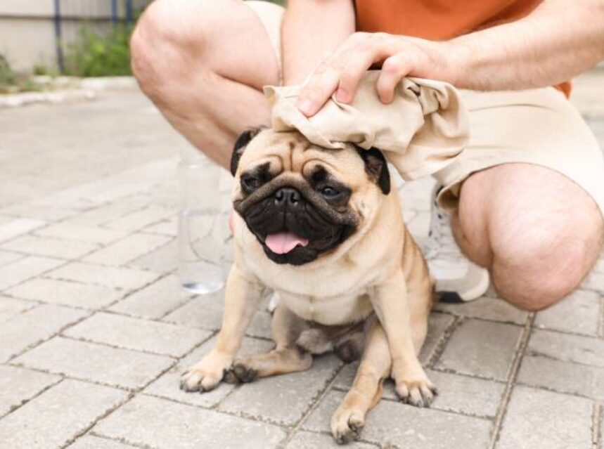 golpe de calor en perros y gatos