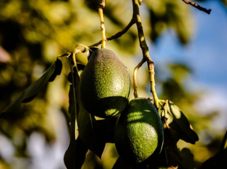 2 aguacates maduros en su rama del árbol.