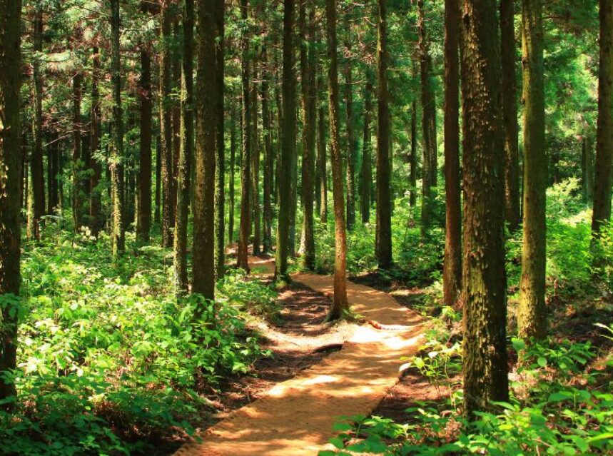 Pinos en un bosque soleado y reverdecido.