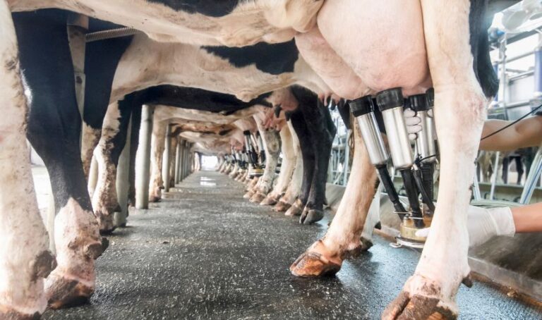 Vacas enfiladas en granja lechera, mientras una persona ordeña a una de ellas.