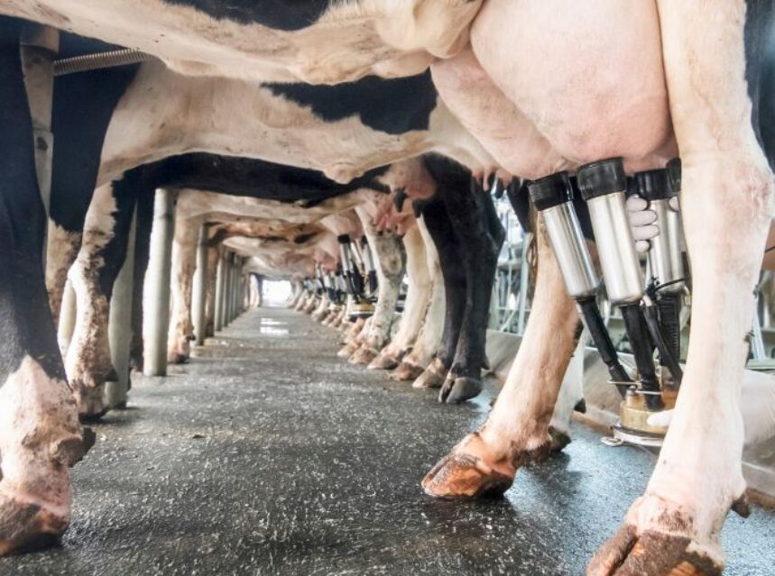 Vacas enfiladas en granja lechera, mientras una persona ordeña a una de ellas.