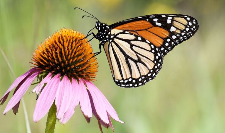 Una mariposa monarca posa sobre una flor.