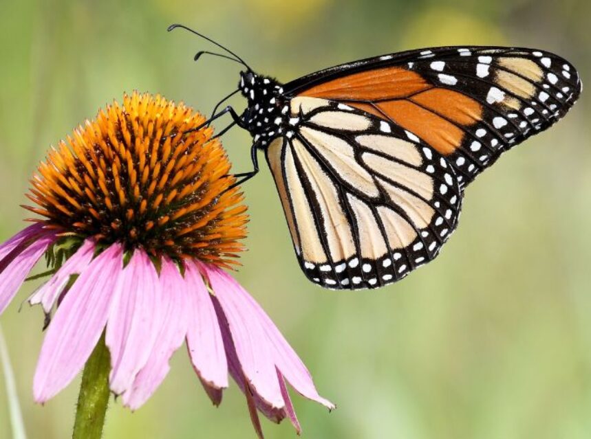 Una mariposa monarca posa sobre una flor.