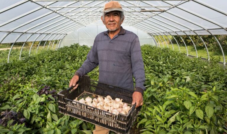 Trabajador agrícola recolectando cultivos en un invernadero.