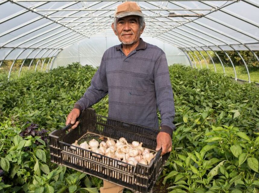 Trabajador agrícola recolectando cultivos en un invernadero.