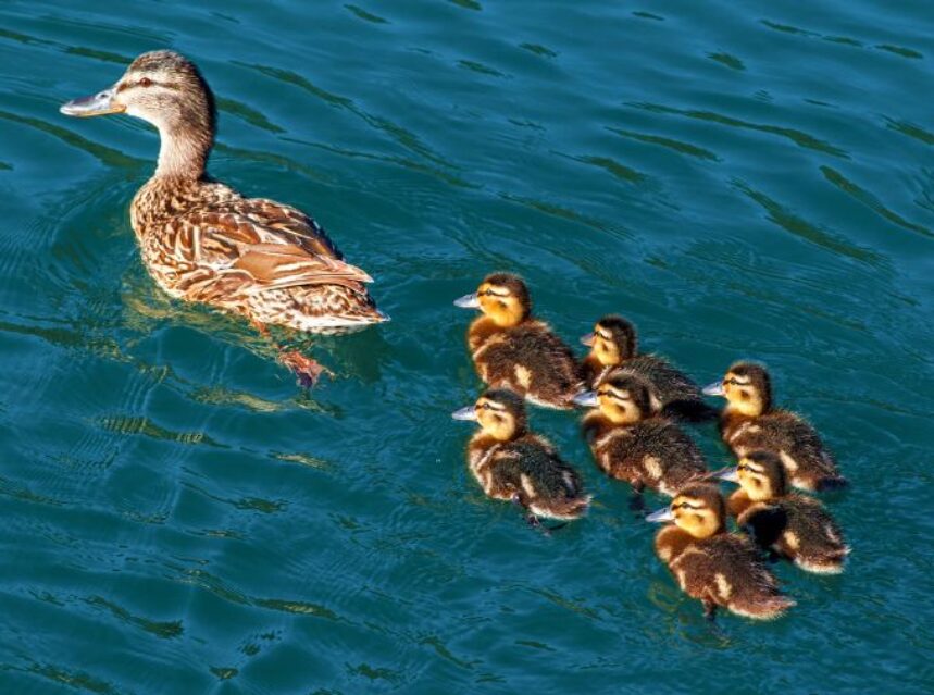 Una patita y sus patitos en el agua de un lago.