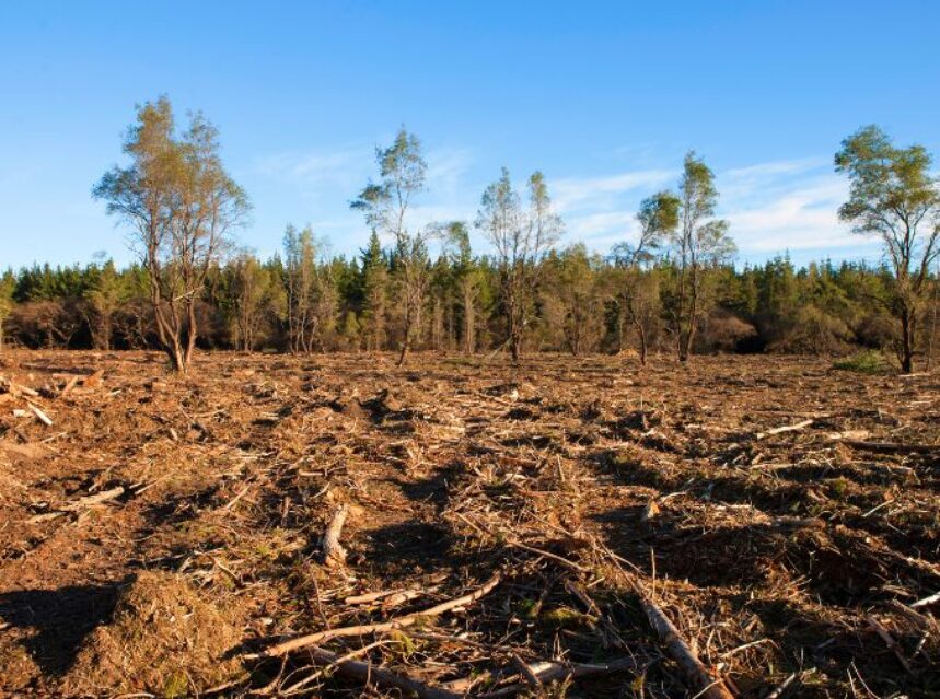 Deforestación en señal de de cambio climático.