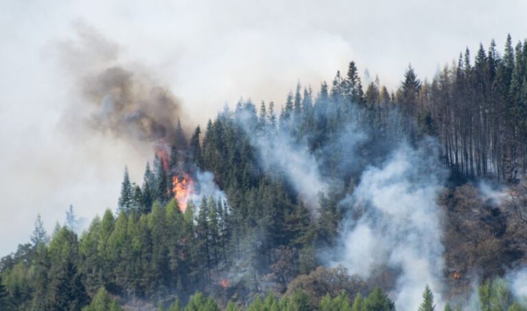 Humo sale de un bosque que se incendia.