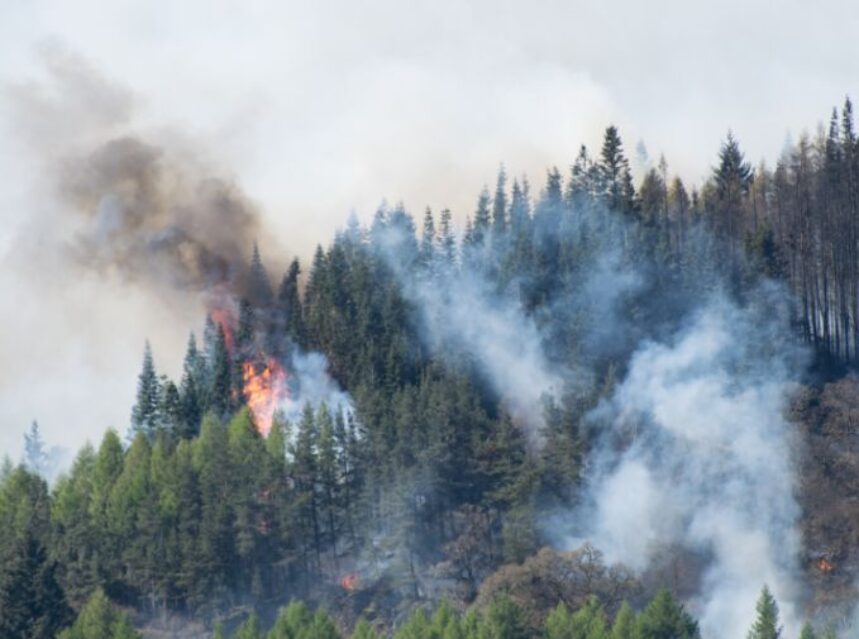 Humo sale de un bosque que se incendia.