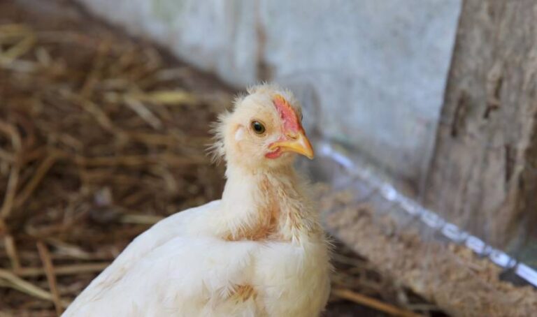 a white chicken standing in hay