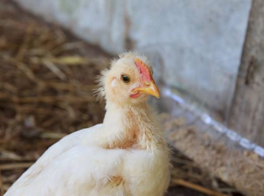 a white chicken standing in hay