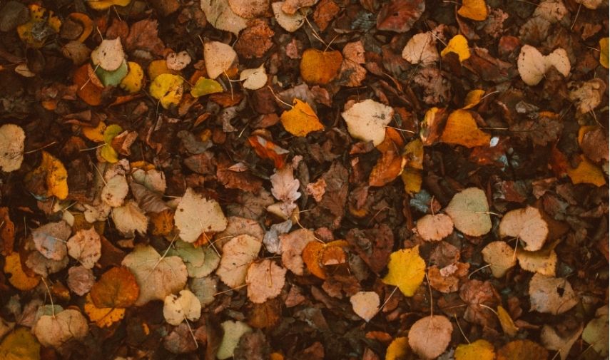 Hojas secas cubriendo el suelo en otoño, beneficios para el suelo y la biodiversidad.