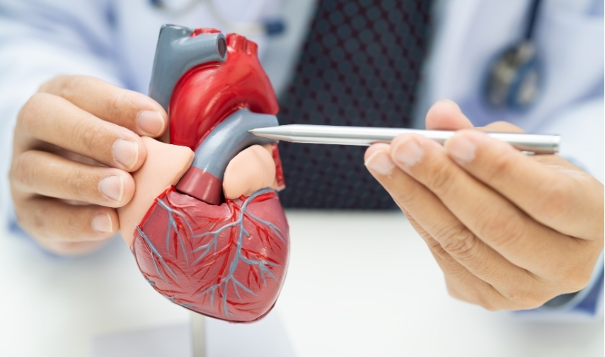 Salud circulatoria: cómo cuidar el corazón y prevenir enfermedades cardiovasculares