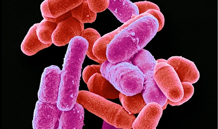 microbio, salud